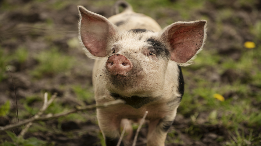 Ocho cuestiones clave sobre la peste por